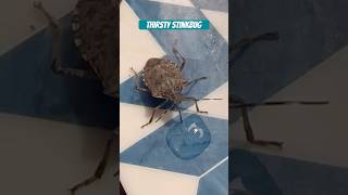 Stinkbug Stops For a Drink #insects #cool #bug