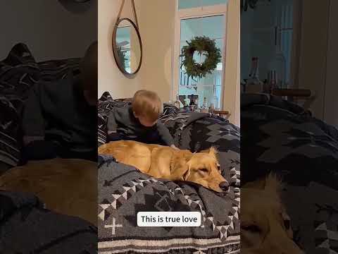 The Cutest Moments!🐶👶✨#snappyworld#Dogs#BabyAndDog#Adorable#Shorts#DogLovers#dog#baby#viral