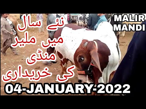 NAYE SAAL MEIN MALIR MANDI KI KHARIDARI | 04-01-2022 | SHD INFORMATION |