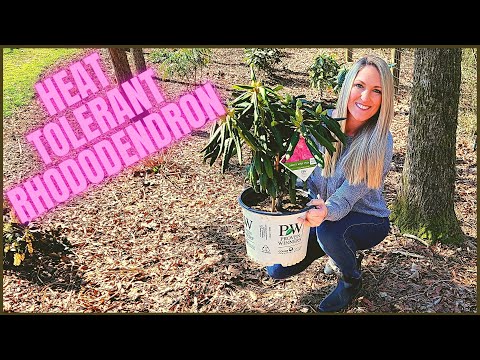 How To Plant A Rhododendron In Clay Soil | Heat Tolerant Dandy Man Pink