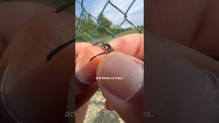 Assassin Bug Bite!!!