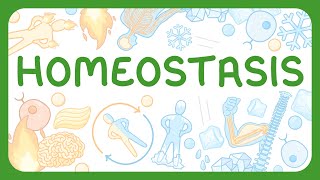 GCSE Biology - Homeostasis | Receptors, Coordination Centres, Effectors | Negative Feedback