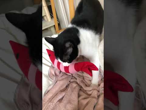 二刀流です