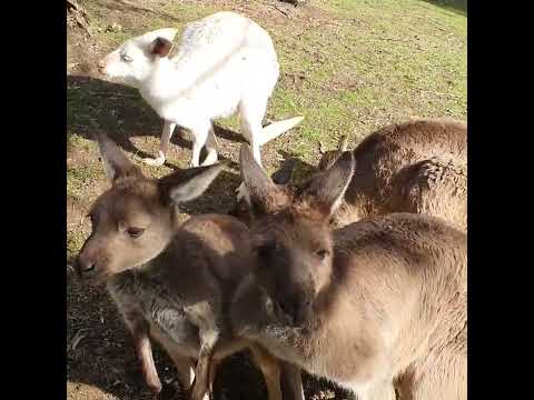 Gorge Wildlife Park FULL VIDEO l Sneaker Heads
