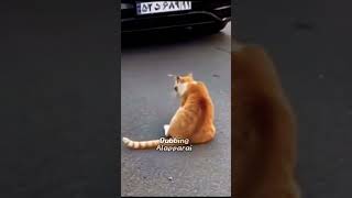 🤣🤣ippa paaru nadippa🤣🤣#animalshorts #funnyvideo #cat @Dubbingalapparai-28