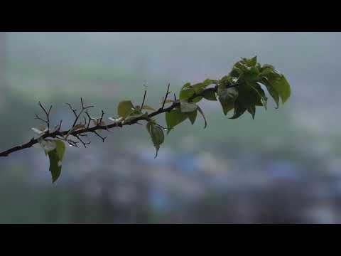 Raining Nature