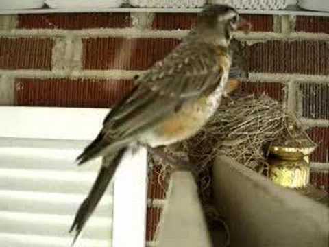 Our Robin Nest