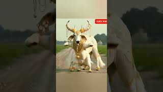 How cow dancing #sorts #sortvideo #viralshort #cow #dance #trending