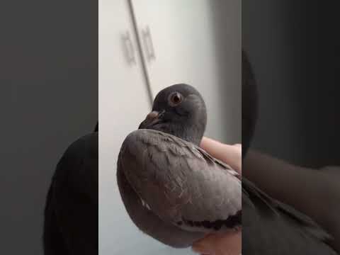 #птицы #голубь #попугаи