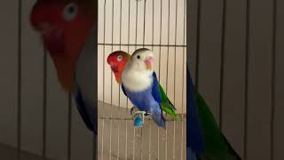 #birds #violet #agapornis #fishries #lovebirds #lovebirdmania