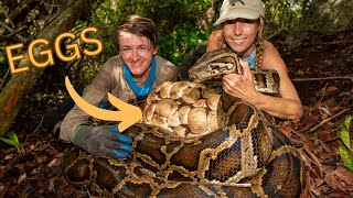 We found HUGE Python nests in Florida